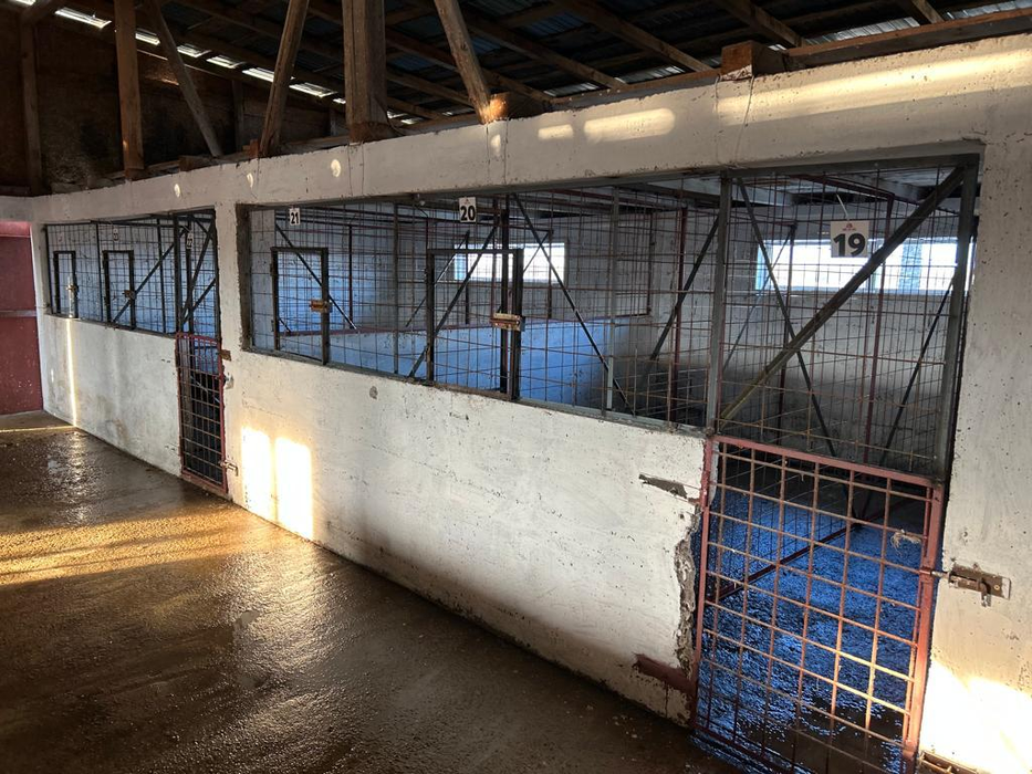 Ce au descoperit polițiștii la descinderea în adăpostul din Suraia, județul Vrancea. Iubitorii de animale fac acuzații grave la adresa medicului veterinar