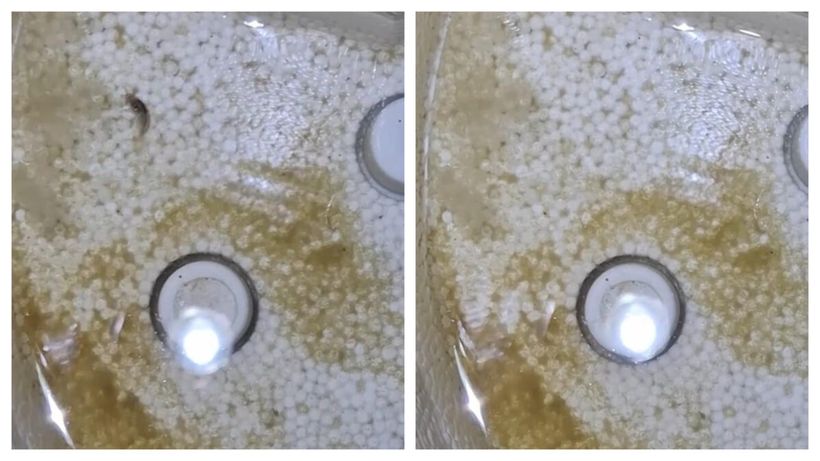 Un bărbat din Câmpina a stârnit un val de controverse după ce a filmat apa de la robinet. Ireal ce conținea, de fapt