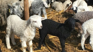 Iată cât costă un kilogram de carne de miel, dar şi preparatele tradiţionale de Paşte pe site-urile de vânzari