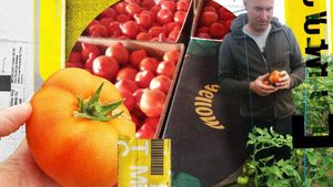 Primele roșii românești se vând la preț de lux. Cu cât pleacă de la producători și cu cât ajung în piețe