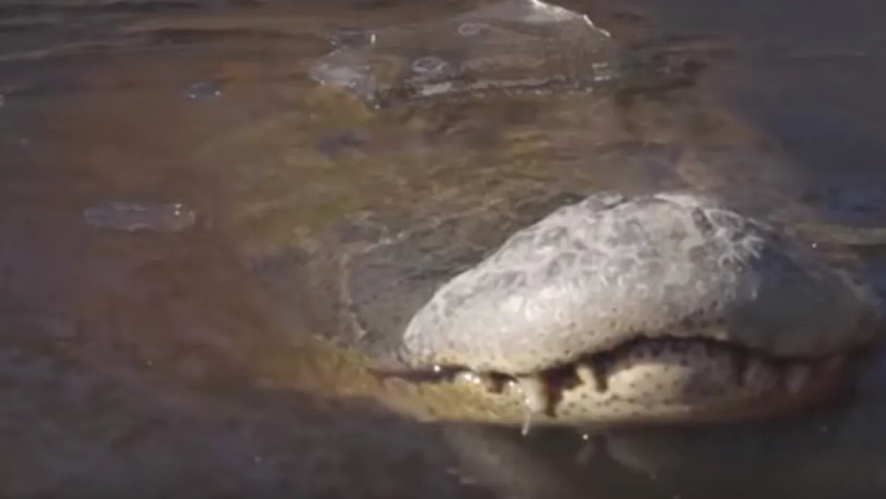 Imagini uluitoare într-o rezervaţie naturală! Aligatori înghețați, cu nasurile deasupra apei! VIDEO