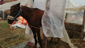 A ajuns la disperare din lipsă de fonduri. Proprietara unui adăpost de animale din Dolj a făcut un cort din celofan pentru un căluţ