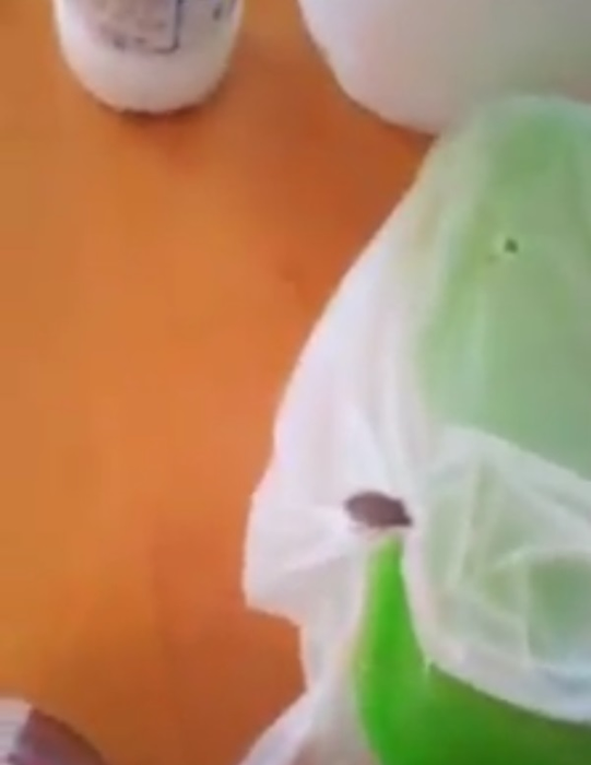 Moliile și gândacii mișună printre oamenii aflați în carantină