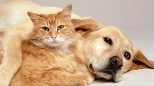 Proprietarii de animale care riscă să facă închisoare. Legea este vehementă