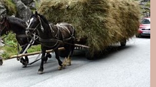 Un barbat din Caras-Severin a murit strivit de rotile carutei in care se afla