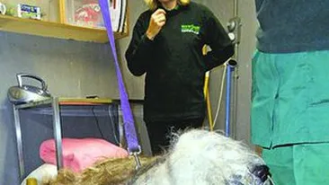 In ce hal a ajuns un ciobanesc! Blocat in blana de 13 kg