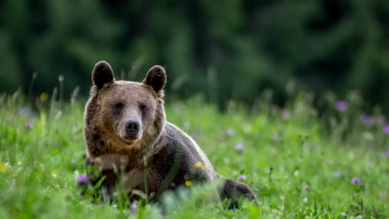Cruzime de neînțeles în Argeș! Un șofer a vrut sa lovească o ursoaică și puii în timp ce mergea pe Transfăgărășan