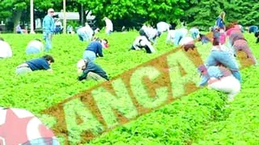 Un patron din Franta, condamnat la un an de inchisoare pentru exploatarea angajatilor romani