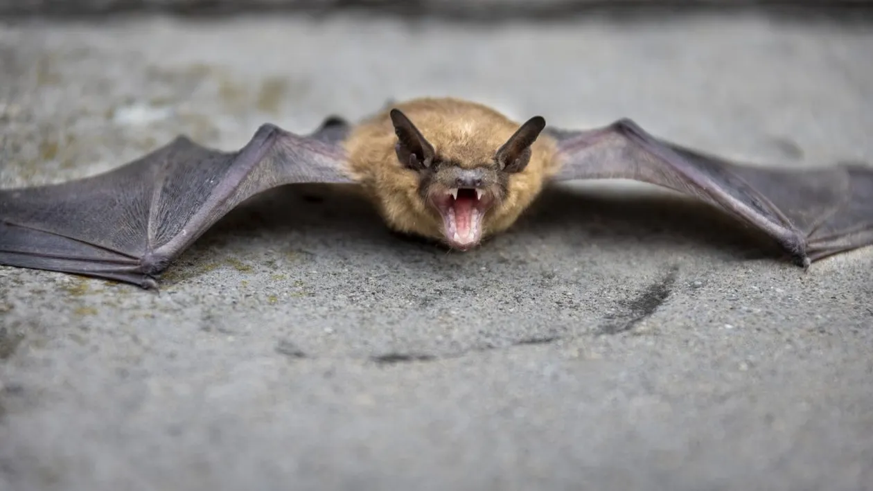 Un bărbat a murit de turbare după ce a fost mușcat de un liliac