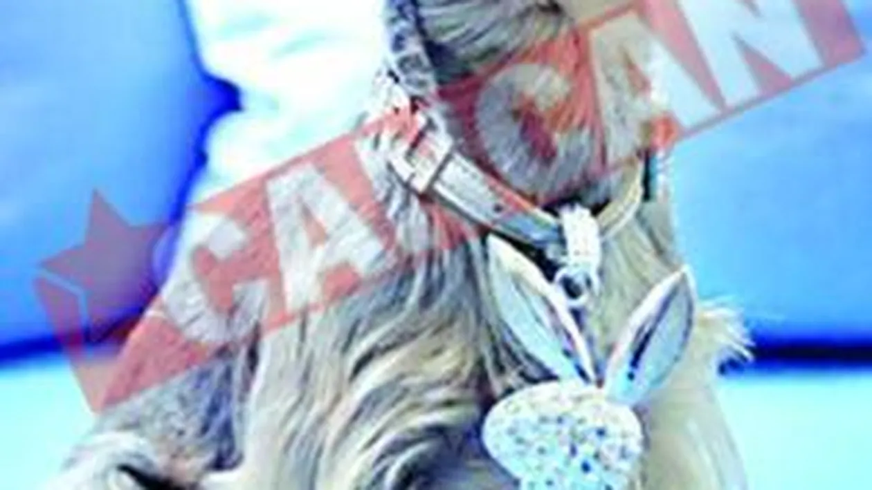 Agentie de modelling canin