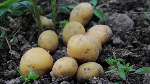 Inițiativă rară în România! Elevii primesc masă caldă din cartofii cultivați de primărie