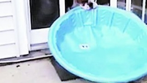 Un bulldog si-a mutat piscina in casa