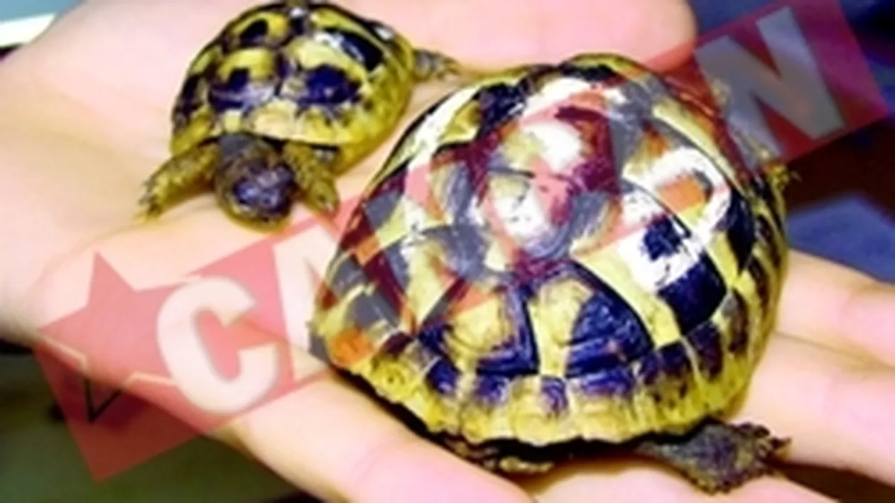 Invazie de testoase, la Strehaia