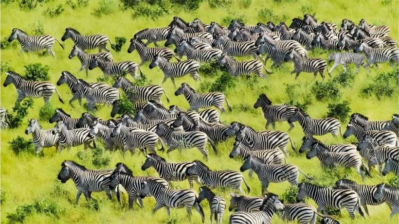 TEST IQ | Găsiți tigrul ascuns printre zebre! Dacă reușești în maximum 8 secunde, ești un geniu