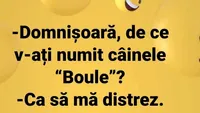 BANC | ”Domnișoară, de ce v-ați numit câinele ”boule”?”