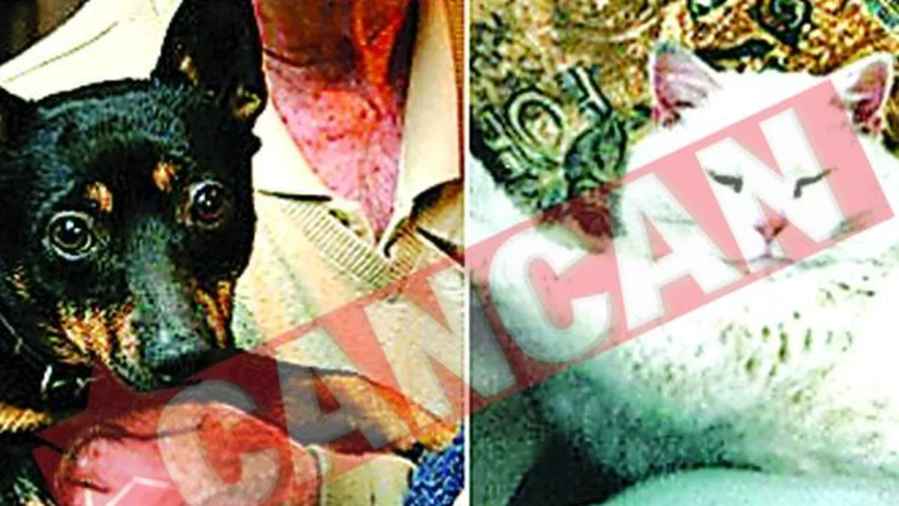 Un caine si-a dezgropat cel mai bun prieten