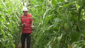 Un profesor din Bihor a dat lovitura cu o afacere rară în România. Ce cultivă acesta într-o seră specială