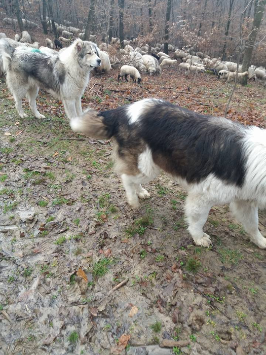Decizie halucinantă luată de soţul gravidei care s-a sinucis! A facut anuntul pe Facebook: „Urgent!”