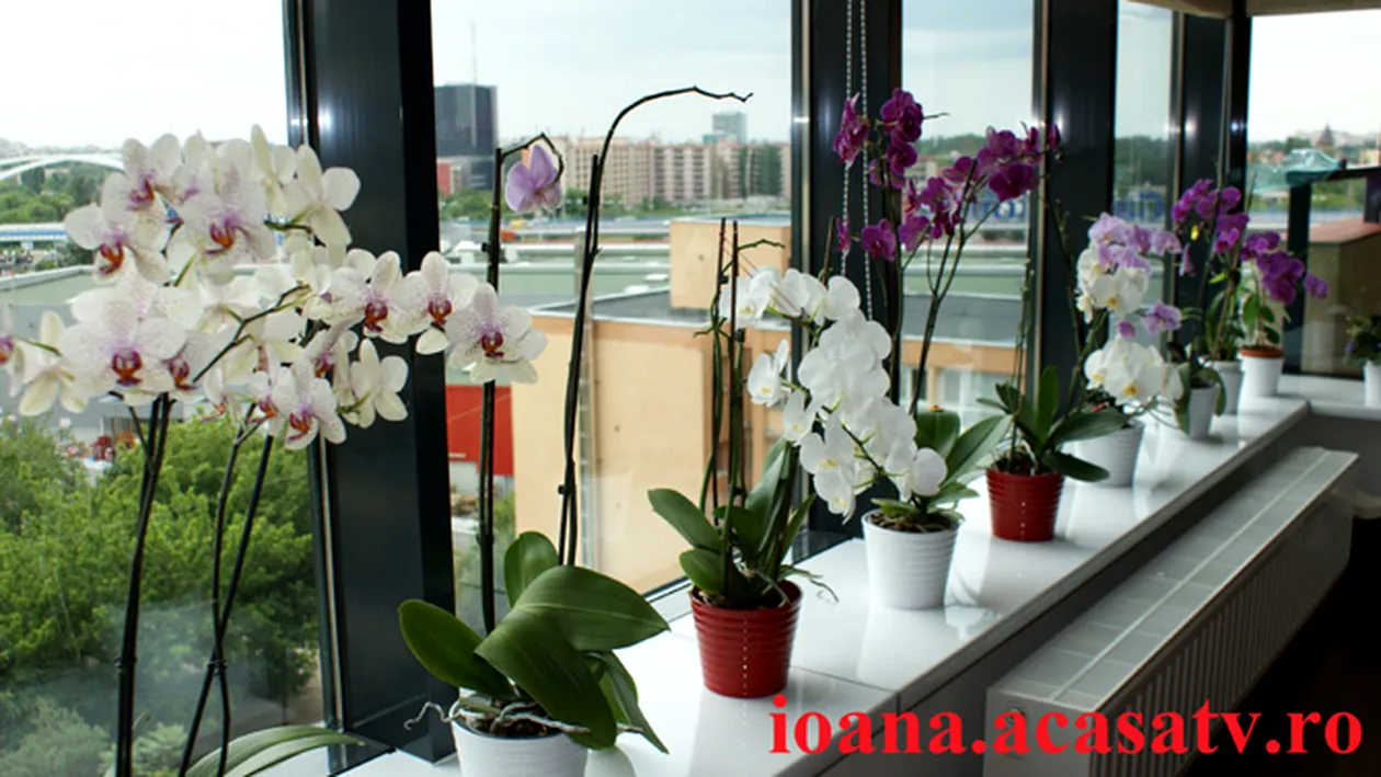 Ioana Maria Moldovan are o mica sera de orhidee! Afla cum a luat nastere pasiunea ei pentru aceste flori