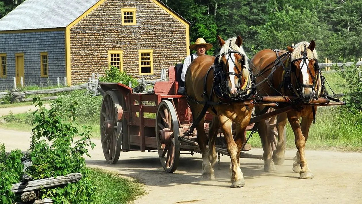 Accident mortal în Vrancea! Căruțaș, ucis de un șofer care a pierdut controlul autoturismului. Victima a fost găsită la câțiva kilometri, lângă un pârâu