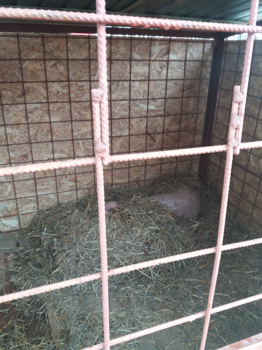 Toți sătenii din Rusănești speră ca porcii-santinelă să fie sănătoși după 45 de zile