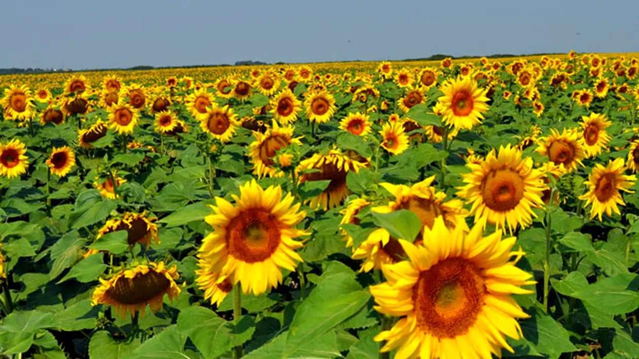 Uleiul de floarea soarelui poate face adevarate minuni! Cum il poti intrebuinta