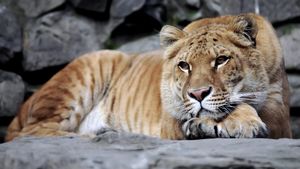 Copil de 5 ani, mușcat de un ligru la o grădină zoologică privată din Suceava. Micuțul a fost transportat de urgență la spital