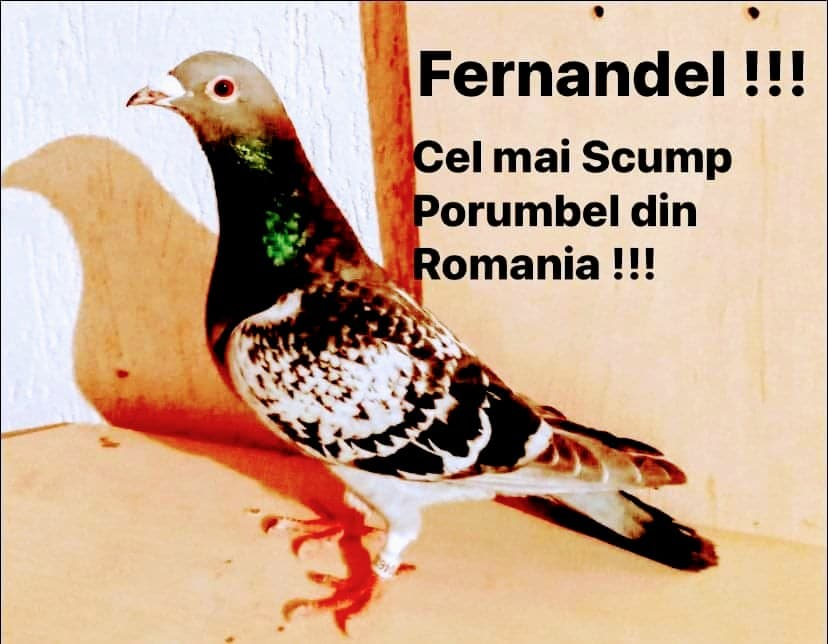 Fernando de la Caransebeș și-a scos la licitație porumbelul preferat! Îl cheamă Fernandel și vrea pe el un milion de euro!