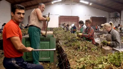 De ce nu mai vor românii să muncească în Spania. Spaniolii, îngrijorați de exod: piața muncii resimte primele efecte