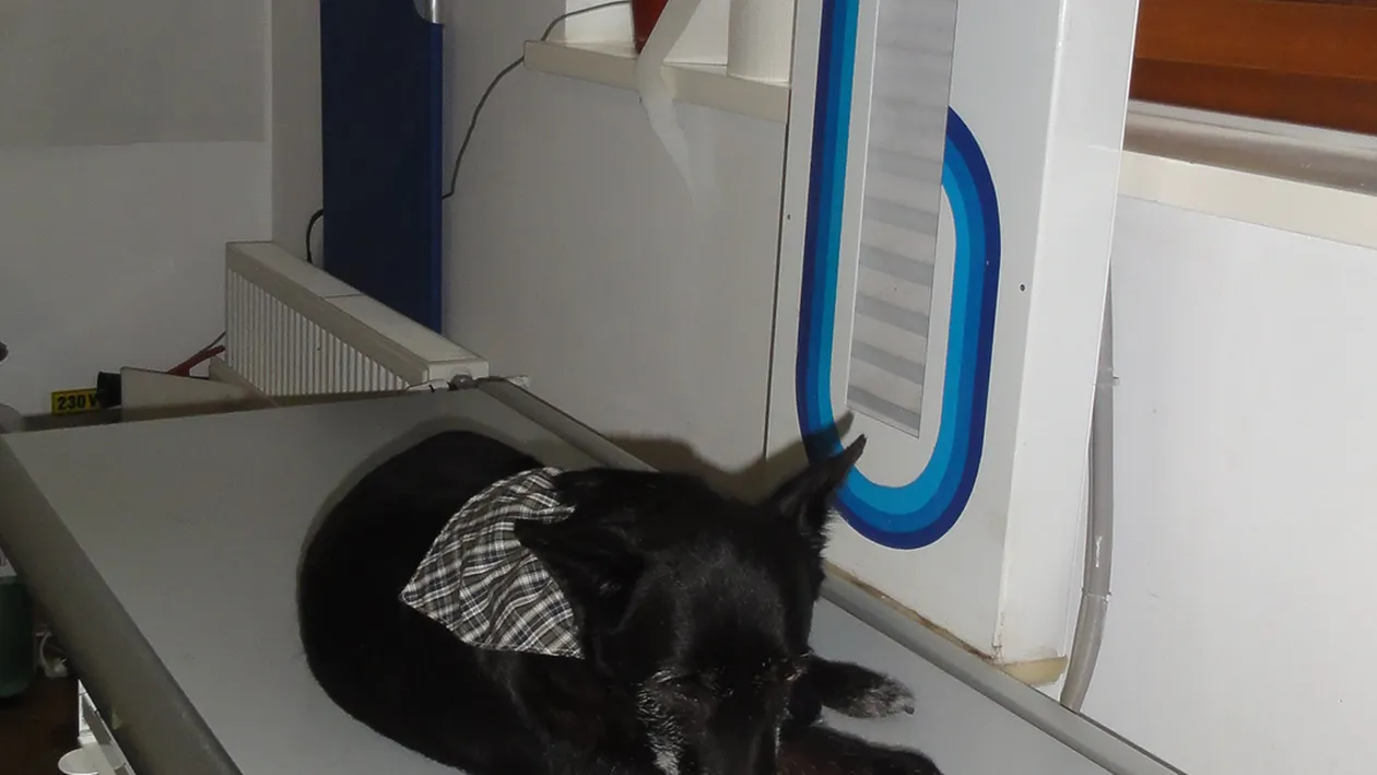 O cantareata din Bucuresti este in stare de soc! Un vecin i-a executat animalele cu o arma! Nu e singura victima!