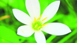 In India, regina florilor aduce dragostea
