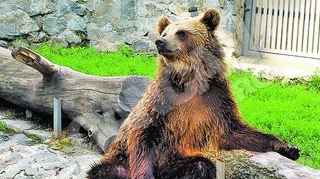 Disperare la Zoo din Timisoara! Ursul Martin, prea activ sexual