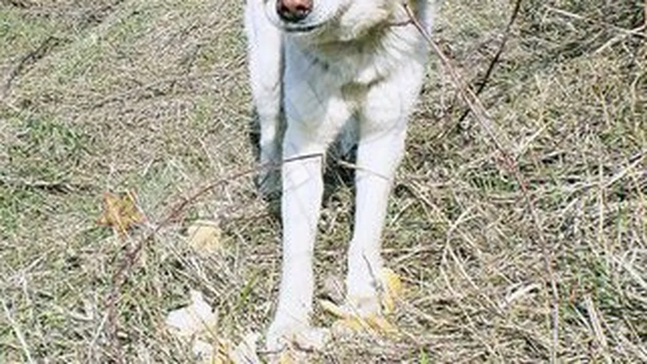 Ursu isi asteapta stapanul de doua luni