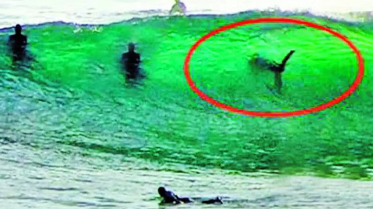 Au facut surf langa un rechin urias