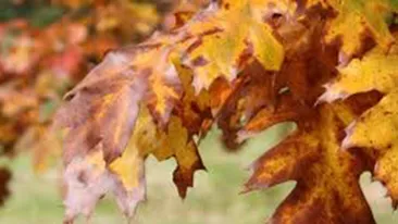 METEO 5 NOIEMBRIE: Vreme frumoasa in majoritatea zonelor din tara