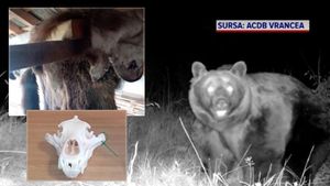 Noi informații în cazul uciderii ursului Arthur. Blana animalului, identificată într-o tăbăcărie din Târgu Secuiesc