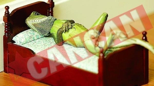 Locuieste cu 50 de soparle