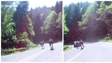 Dacia Sandero vs. cal galopant! Întâlnirea neaşteptată pe care au avut-o pe Transfăgărăşan. Momentul impactului e groaznic VIDEO