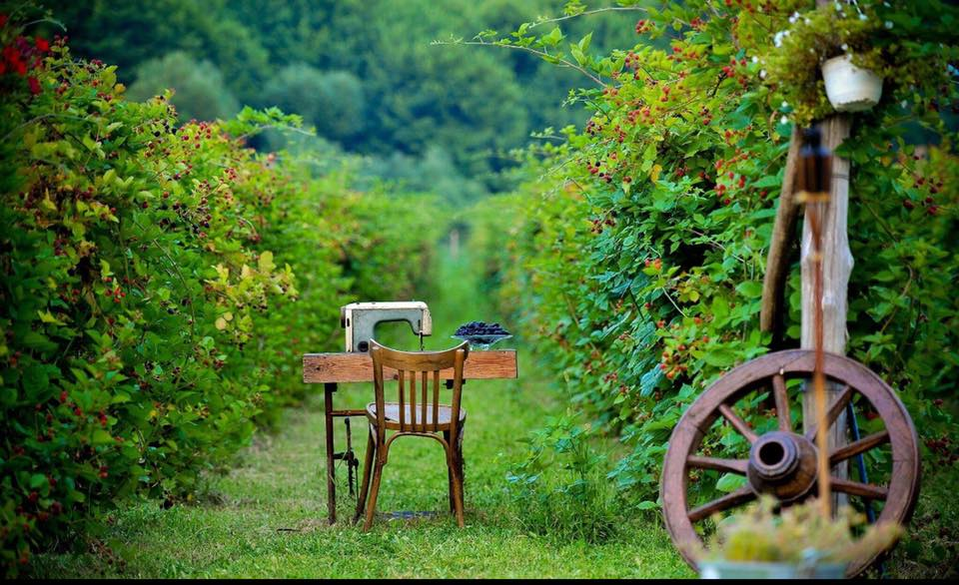 Plantația de fructe de pădure se întinde pe cinci hectare