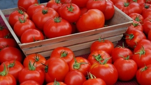 Nimeni nu stia asta pana acum! Rosia care te poate contamina cu pesticide! Nu mai manca tomate tuguiate!