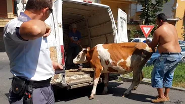VIDEO. Aventura incredibilă a unei vaci prin centrul Aradului. Proprietarii i-au dat de urmă cu ajutorul Facebook-ului