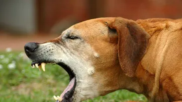 O tânără din Vaslui a ajuns la spital după ce a fost mușcată de câinele din curte