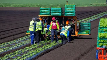 Ce lovitură pentru englezi, chiar la ei acasă! Trebuie să vorbească limba română dacă vor să…