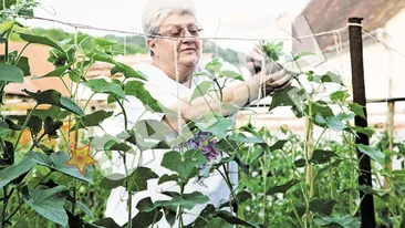 Mama FNI s-a instalat definitiv intr-un sat sibian, unde creste gaini si are o gradina-model Vlas si vrejul de fasole