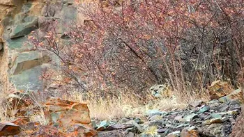 Iluzie optică virală | Găsiți leopardul ascuns în această imagine. Geniile o fac în 3 secunde!