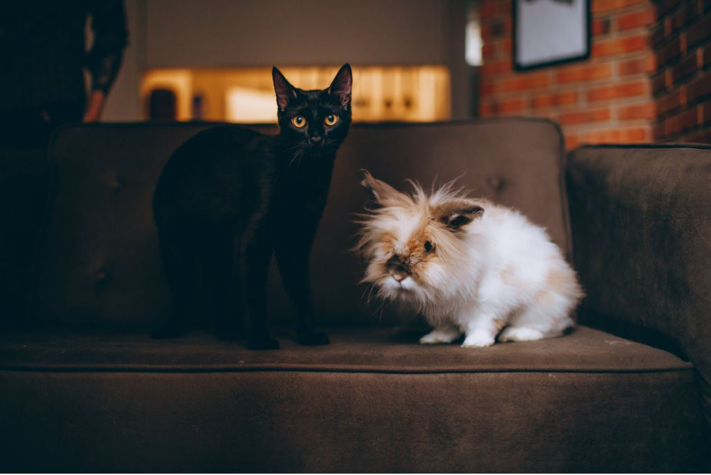 Ce vârstă are pisica ta în ani omenești. Calculul e foarte simplu! Vezi ce vedete preferă micuțele feline și cine a ales să își ia câine