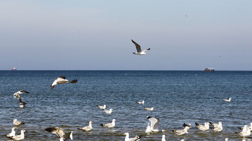 Intrusul de la malul marii! Vezi ce musafir nepoftit s-a strecurat in mijlocul unui stol de pescarusi