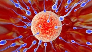 Molecula care permite spermatozoizilor sa se fixeze pe ovule, identificata de cercetatori