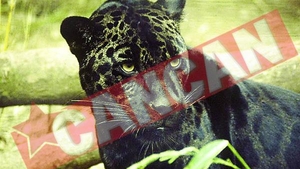 Felina a scapat din cusca