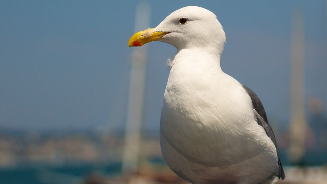 Acest pescăruş a „furat“ o proteză dentară, iar imaginile au ajuns rapid să facă înconjurul planetei